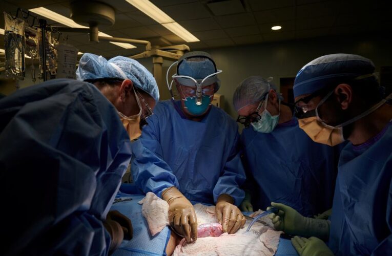 Surgeons in the United States successfully test Pig Kidney Transplantation on a Human Patient.